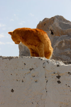 Adroit Dangerous Wild Stray Red Cat Hunting On A Sunny Summer Day