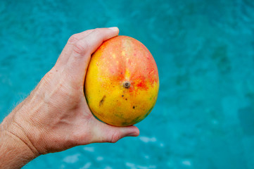 whole colorful mango in hand on pool background