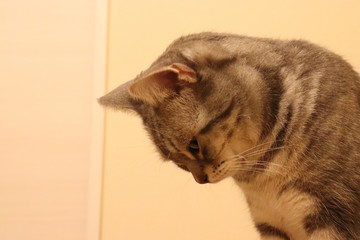 落ち込んでうなだれる猫アメリカンショートヘアー
