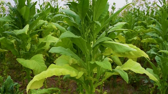 Tobacco green plants on the field. Leaves and flowers on sunlight. Flowering tobacco plants growing on the farm and ready for harvest.Full HD