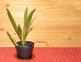 Beautiful potted palm tree on wooden background