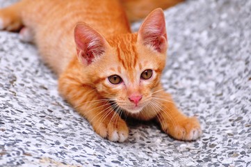 Cute kittens are playing and exploring the area happily.