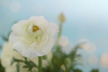 Ranunculus flower on a light blue background with bokeh.on a light blue background with bokeh. Delicate flower card. Spring flowers. Wedding decorations.Spring floral gentle background.