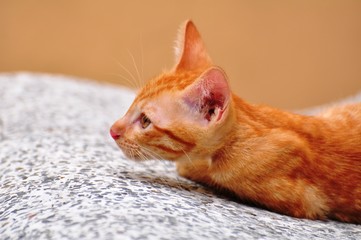 Cute kittens are playing and exploring the area happily.