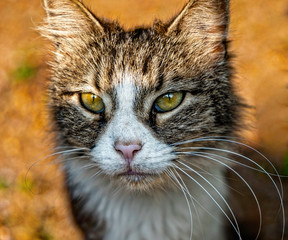 Multicoloured street cat. Portrait of the cat.
