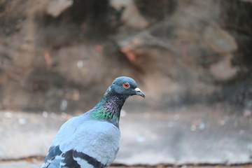 pigeon close to rock