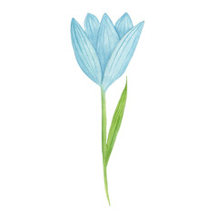 Blue flower, hand painted watercolor illustration