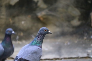 pigeon (columba livia domestica) closing rock wall