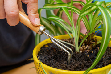 Care for home plants. Chlorophytum.