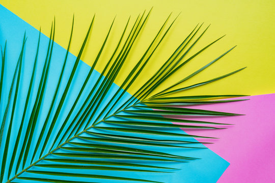 Tropical palm leaf with shadows on blue, pink and yellow background. Summer concept.