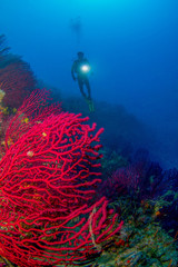 Red Corals Undersea