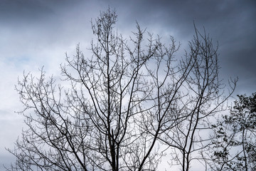 Low angle view of silhouette bare tree against sky