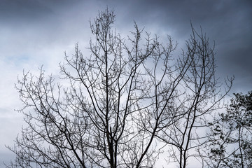 Fototapeta na wymiar Low angle view of silhouette bare tree against sky