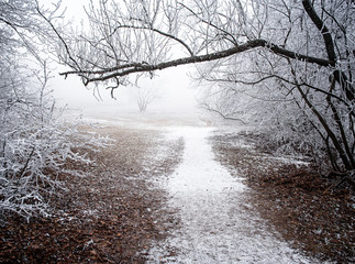 Nice winter scene covered with snow