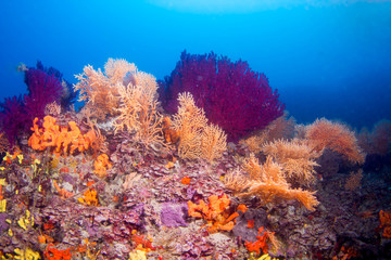 Fototapeta na wymiar Red Corals Undersea