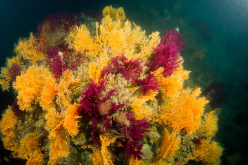 Naklejka na ściany i meble Red Corals Undersea