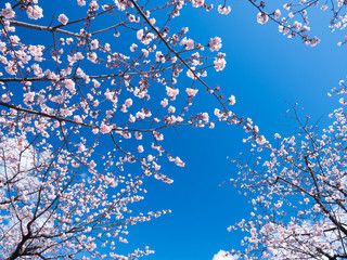 青空と桜の花