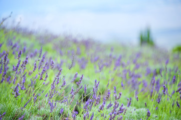 Lavender Field with blue sky