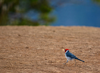 Kauai in Hawaii - LIH