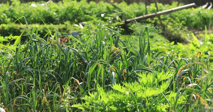 Organic vegetables growing in the spring sunshine garden