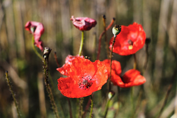 Fototapeta premium Corn poppies. Papaver rhoeas in a field.