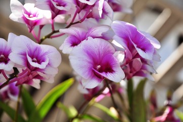 Beautiful purple orchids at the edge of the house