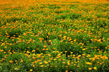 Obraz premium Orange pot marigold. Calendula officinalis field.