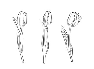 Hand drawn black tulips isolated on white background. Vector sketch illustration