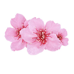 Beautiful Pink cherry blossom,sakura flower isolated on white background