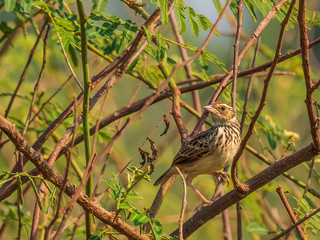 The Indochinese Bush Lark is a heavy-bodied lark with large bill, short tail and wings and rather long legs. Its scientific name is Mirafra erythrocephala. 