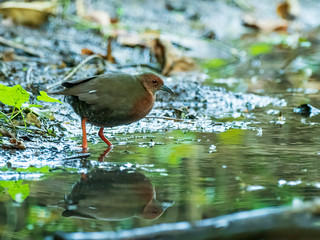 The Ruddy-breasted Crake is a small, chickenlike inhabitant of marshes, vegetated river edges, ditches, wet croplands and sometimes dry fields. Its scientific name is Porzana fusca.