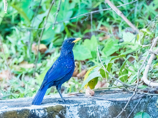 The Blue Whistling Thrush is a dark purple color bird with tiny silvery spots on head, back, and wings. True to its name, it does whistle: a long piercing note. Scientific name is Myophonus caeruleus.