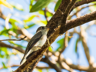 The Asian Brown Flycatcher is a nondescript small bird with brown upperparts and whitish underparts with a whitish eyering and pale greyish fringes to its wings. Scientific name is Muscicapa dauurica.