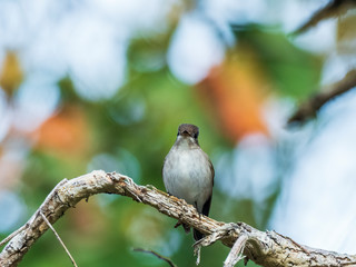 Obraz premium The Asian Brown Flycatcher is a nondescript small bird with brown upperparts and whitish underparts with a whitish eyering and pale greyish fringes to its wings. Scientific name is Muscicapa dauurica.