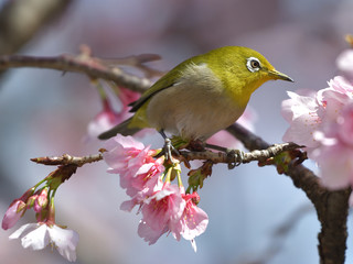 満開の大寒桜と緑色の美しい小鳥（メジロ）031