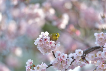 満開の大寒桜と緑色の美しい小鳥（メジロ）035
