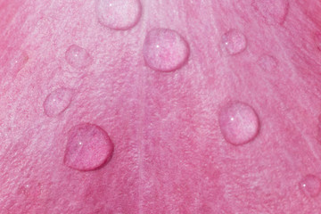 close up of rain drops on petal of pink rose