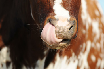 cow sticks his tongue into his nose