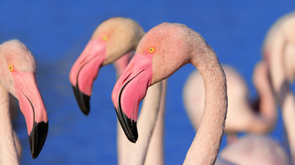 Detail of Group of flamingos is standing.