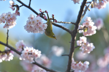 満開の大寒桜と緑色の美しい小鳥（メジロ）048