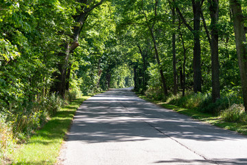 Road Winding Through a Green Tunnel of Trees on a Beautiful Sunny Day - Lots of Room for Text