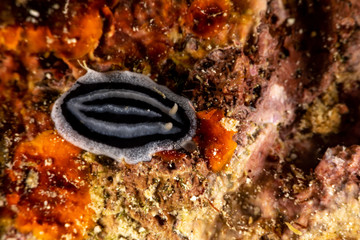 The most beautiful underwater snails of the Indian and Pacific Ocean