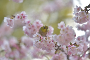 満開の大寒桜と緑色の美しい小鳥（メジロ）049