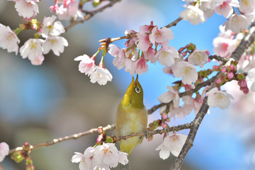 満開の大寒桜と緑色の美しい小鳥（メジロ）054