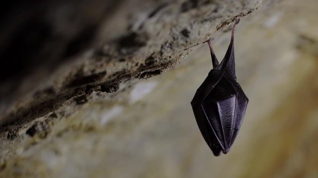 Close up small sleeping horseshoe bat covered by wings, hanging upside down on top of cold natural rock cave and shaking and waking after hibernating up. Creative wildlife