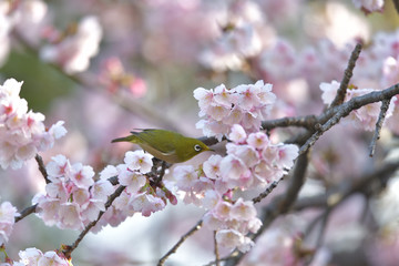 満開の大寒桜と緑色の美しい小鳥（メジロ）058