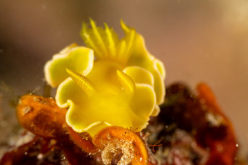 The most beautiful underwater snails of the Indian and Pacific Ocean