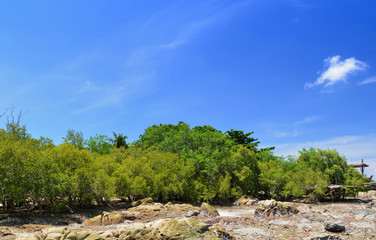 Fototapeta na wymiar Sky mangrove forests in in chonburi Thailand