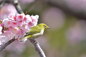 満開の大寒桜と緑色の美しい小鳥（メジロ）061