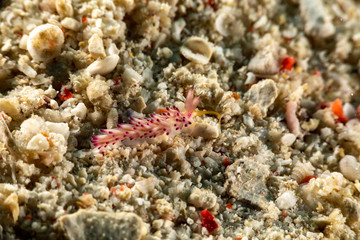 The most beautiful underwater snails of the Indian and Pacific Ocean